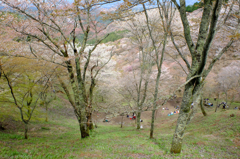 吉野山の桜　#8