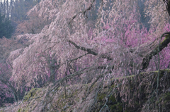 錦絵「又兵衛桜2016」　#3