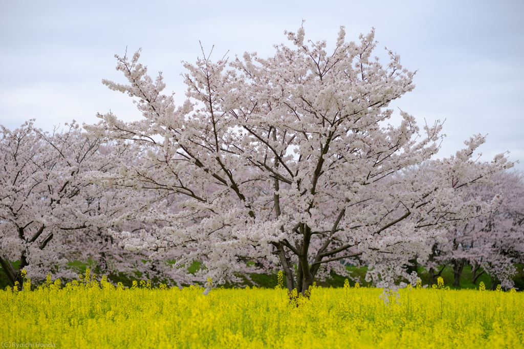 桜風
