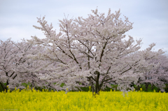 桜風