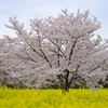 桜風