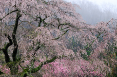 本郷の滝桜「又兵衛桜」　#3