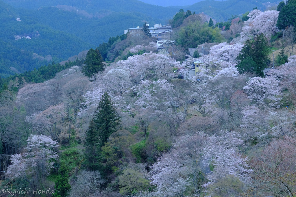 吉野の夜明け桜　#3