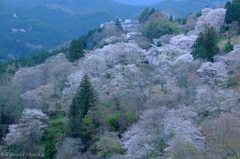 吉野の夜明け桜　#3
