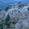 吉野の夜明け桜　#3
