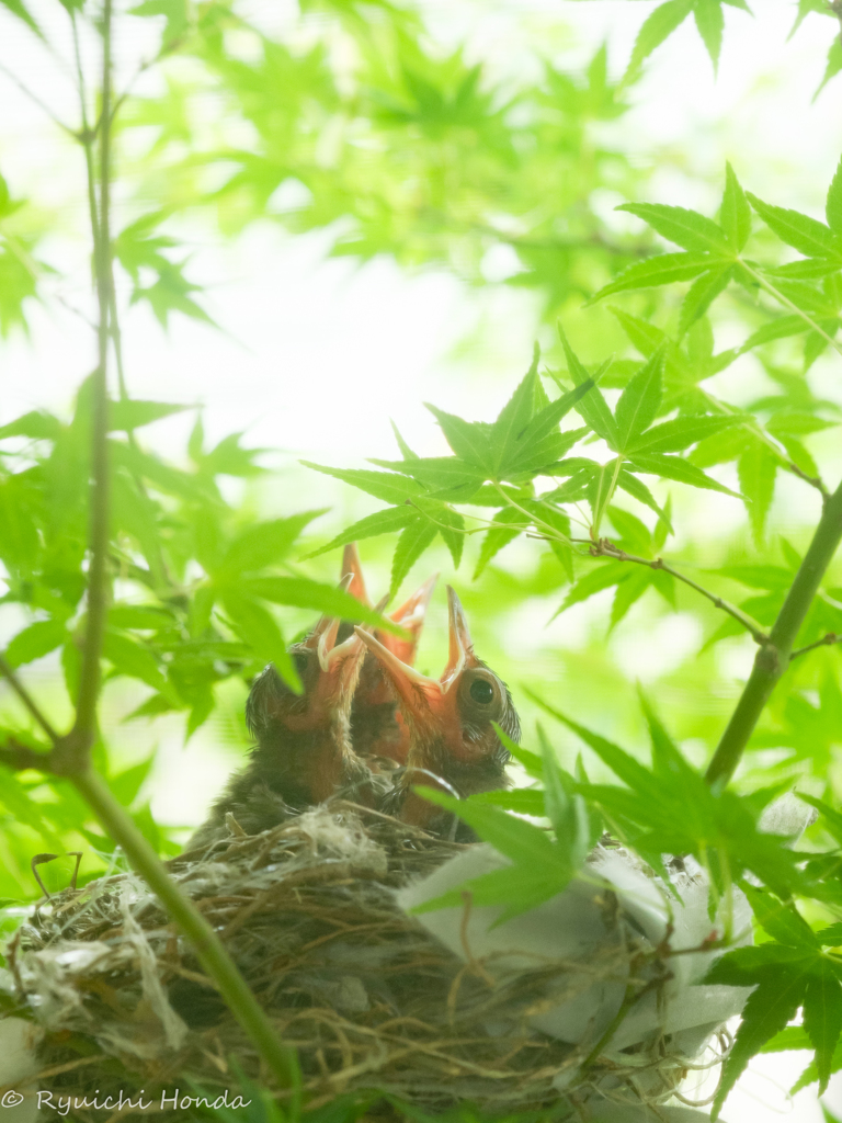 Wild bird　#1