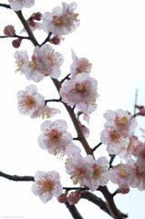 早春梅　#2