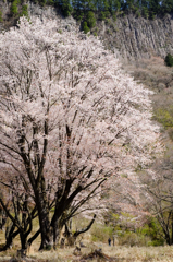 曽爾屏風岩公苑　桜　#3