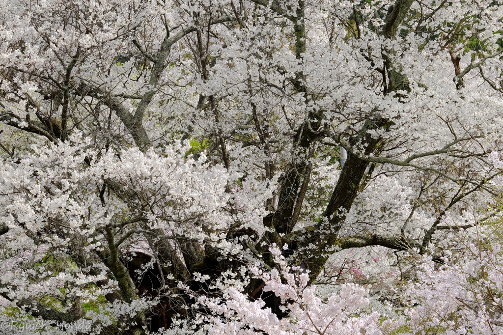 佛隆寺の千年桜　#4