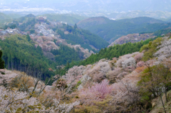 吉野山の桜　#6