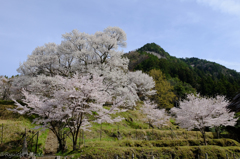 佛隆寺の千年桜　#3
