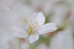 桜花一輪