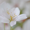 桜花一輪