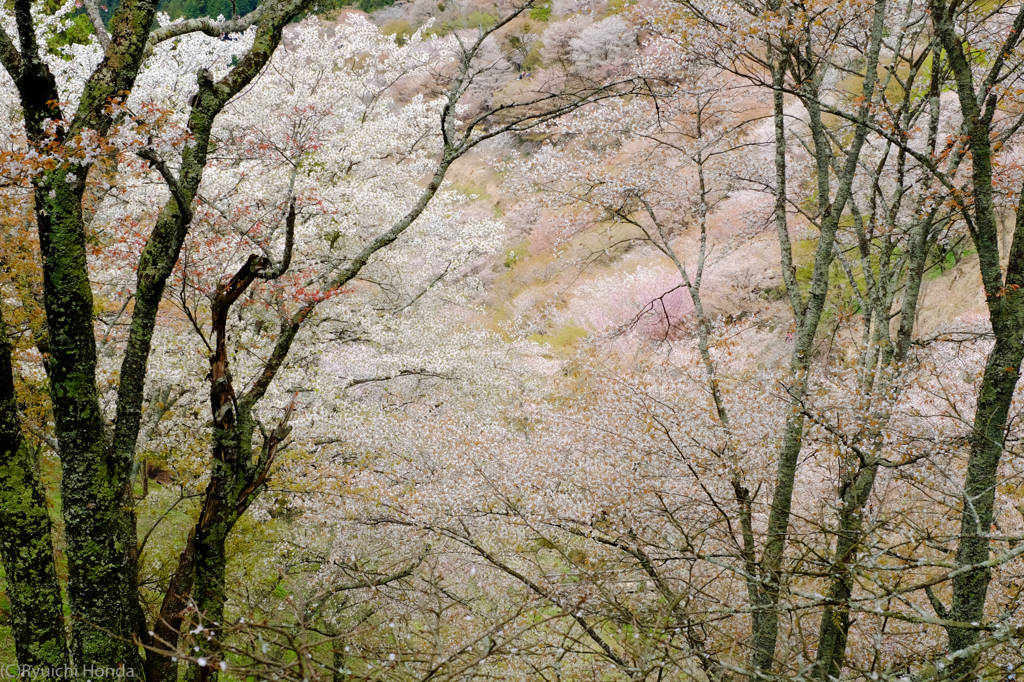 錦絵「吉野山」