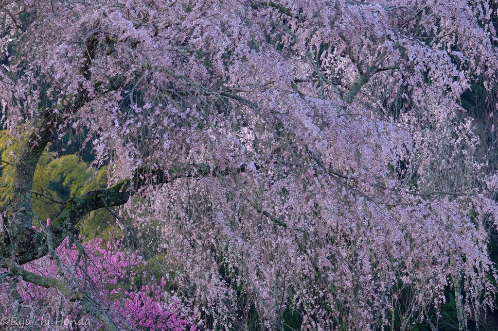 錦絵「又兵衛桜2016」　#5