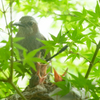 Wild bird　#3