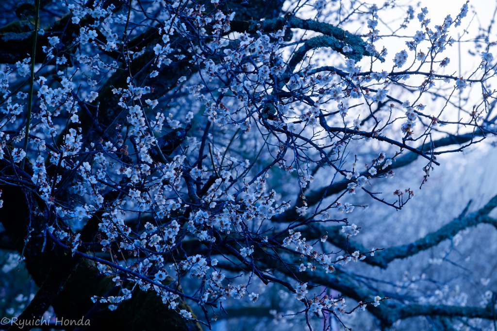 蒼の渓谷　#4