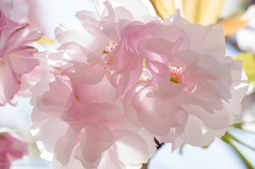 我が家の桜「楊貴妃」　＃4