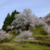 佛隆寺の千年桜　#1