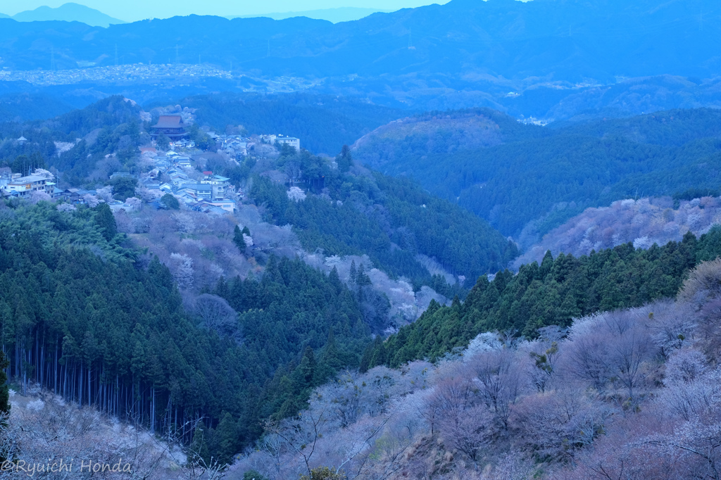 吉野の夜明け桜　#1