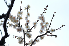 早春梅　#1