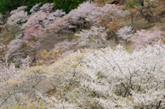 吉野山の桜　#7