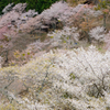 吉野山の桜　#7