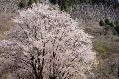 曽爾屏風岩公苑　桜　#2