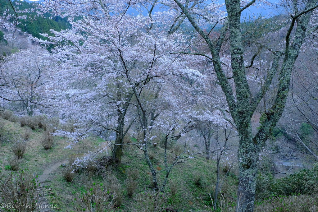 吉野の夜明け桜　#4