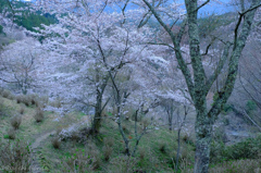 吉野の夜明け桜　#4