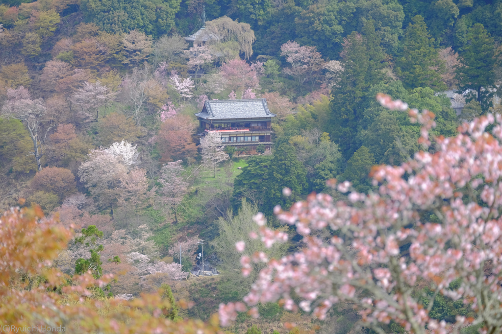 吉野山の桜　#2