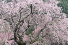 本郷の滝桜「又兵衛桜」　#1