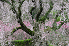 錦絵「又兵衛桜」