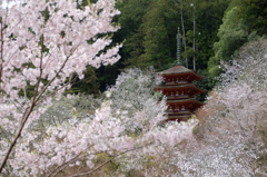 長谷寺の桜