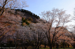 曽爾屏風岩の桜　#4