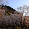曽爾屏風岩の桜　#4