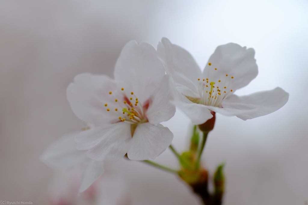 桜花