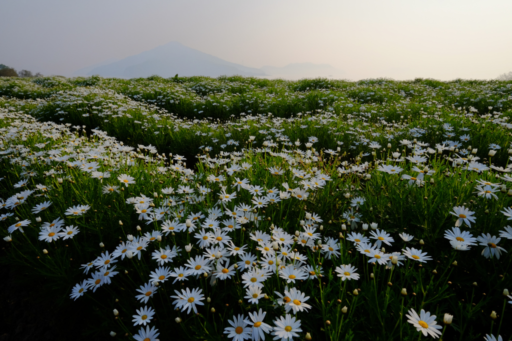 海辺の花畑
