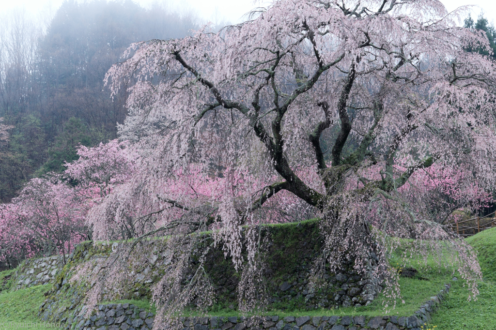 本郷の滝桜「又兵衛桜」　#2