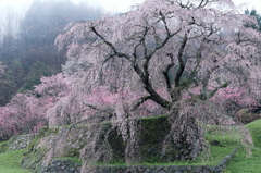 本郷の滝桜「又兵衛桜」　#2