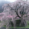 本郷の滝桜「又兵衛桜」　#2
