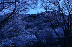 曽爾屏風岩の桜　#2