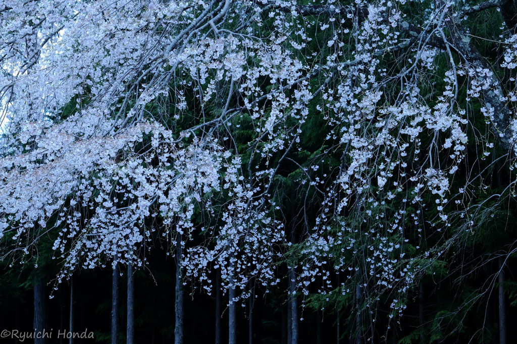 吉野の夜明け桜　#2