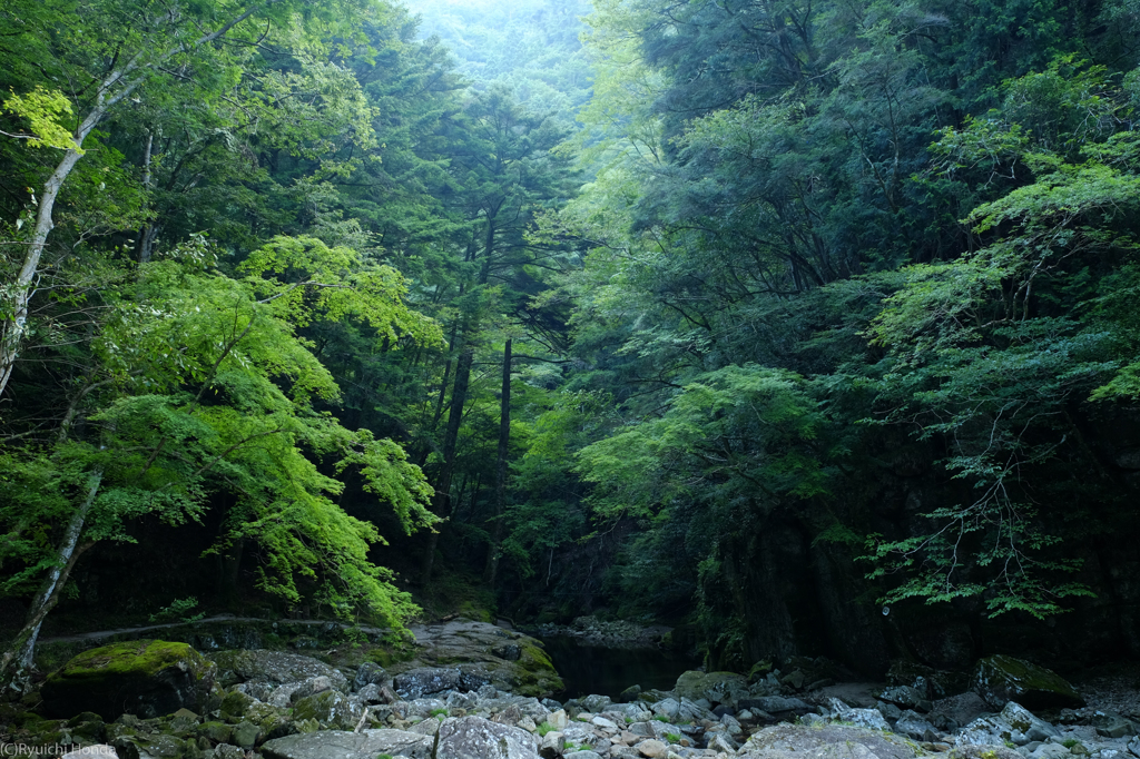 原始の森　#14