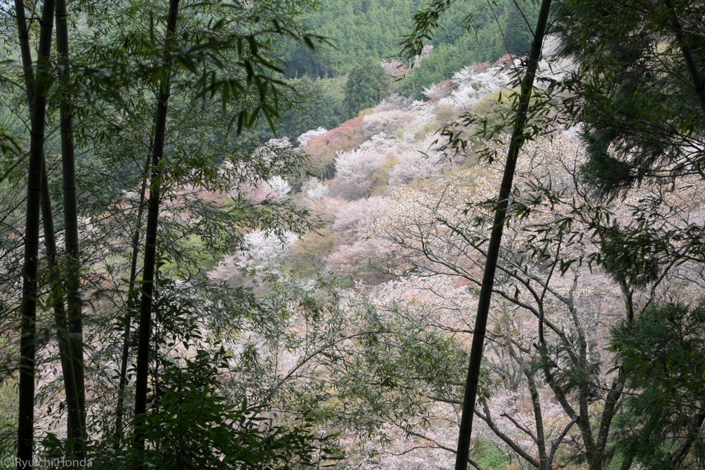 吉野山の桜　#4