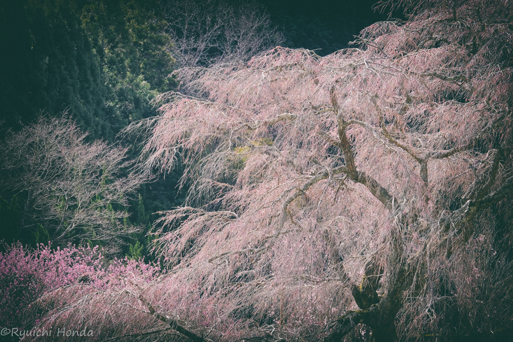 又兵衛桜2016　#1