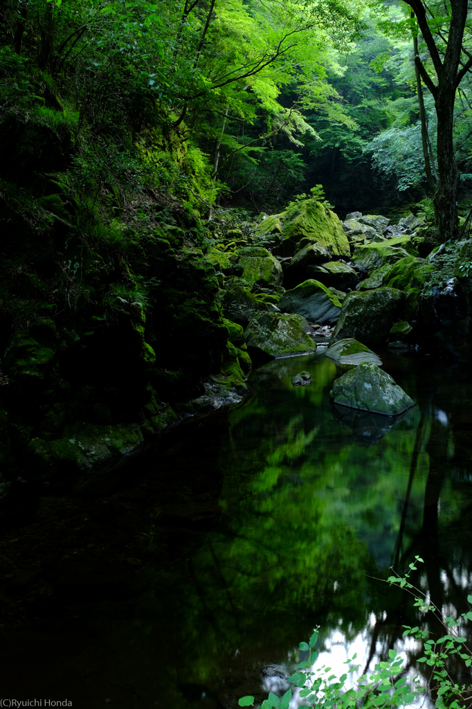 原始の森　#13