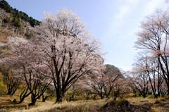 曽爾屏風岩公苑　桜　#1