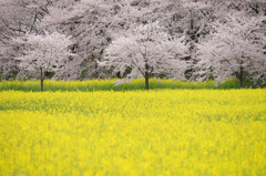 桜花と菜花