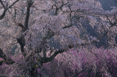 錦絵「又兵衛桜2016」　#4